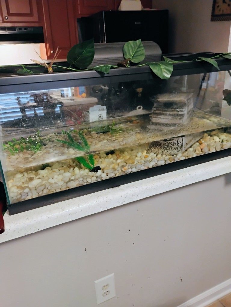 Turtle Tank 