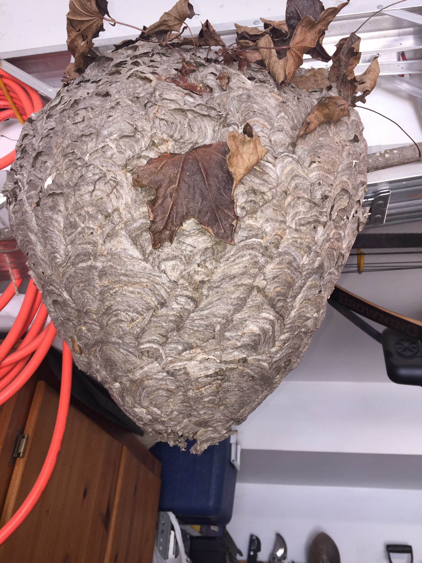 Hornets nest bee hive