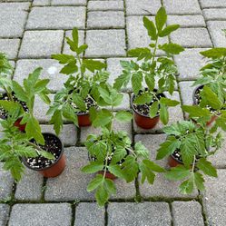 Better Boy Tomato Plants in 4" Pots