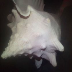 Huge Queen Conch Shell