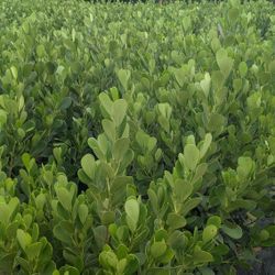 Huge Clusias About 6 Feet Tall Instant Privacy Hedge For Fence Only $55