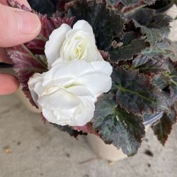 Begonias Double Flowers Full Shade Plant La , In 6 Inch Pot $8  Each Plant Pick Up Only