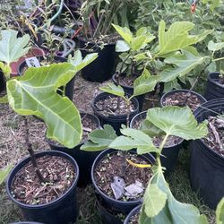 Figs Plants 