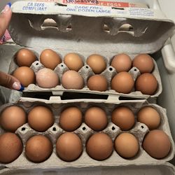Eggs 