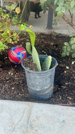Cactus