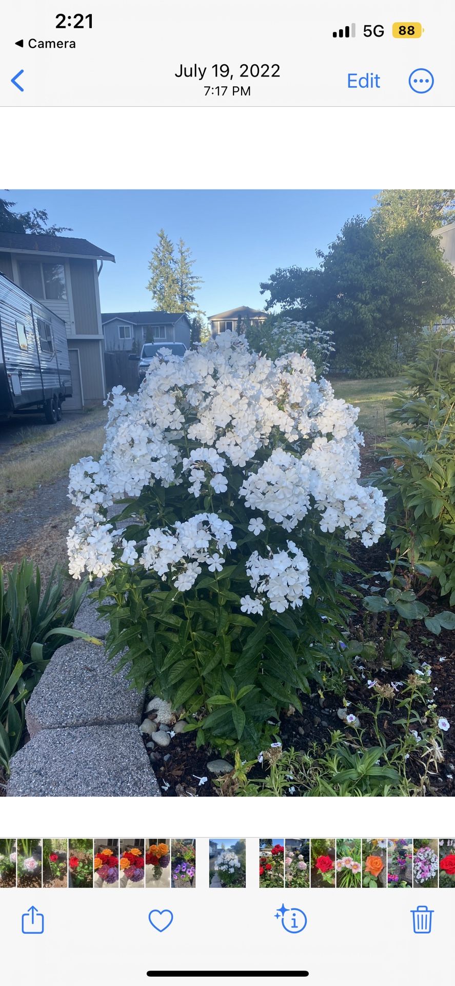 White Phlox Plant Flower Starters In Pot Last One 