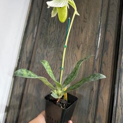4” lady slipper orchid