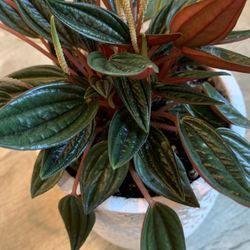 Peperomia Rosso