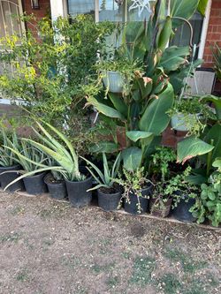 Assorted Potted Plants Collection Part Two