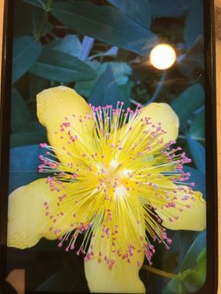 Perennial plant