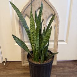 Snake Plant 