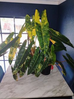Variegated Billietae