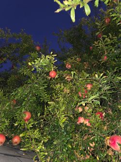 Pomegranate