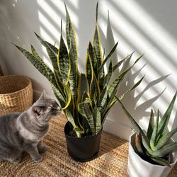 Live Snake Plants & Aloe Vera — Healthy Potted Houseplants with Pots (Sansevieria)