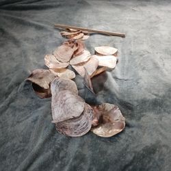 Shell Chimes 