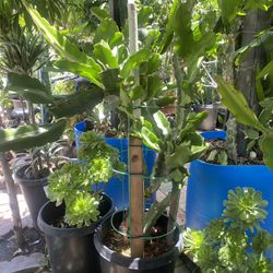 Dragonfruit Plant