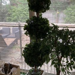 Large topiary ball tree