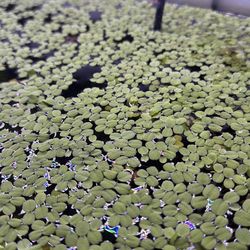 Free floating plants