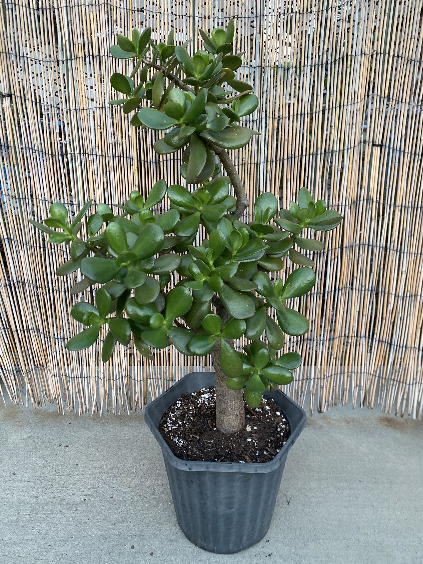 Large Jade Plant