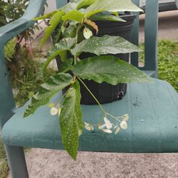 Begonia Plant 