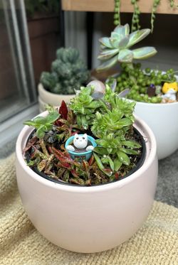 Cat’s Spa In Succulent Arrangement