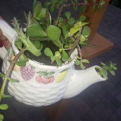 Ceramic Fruit Pot W/ A Variety Of Succulent Plants 