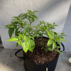 Red Habanero Plant in Fabric Grow Bag