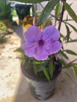 Mexican Petunias Bush