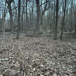 Baby Snapping Turtle 