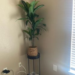 Plant And Stand 