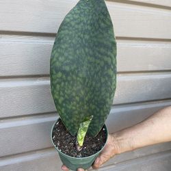 6” Sansiveria Whale Fin 16” Tall 