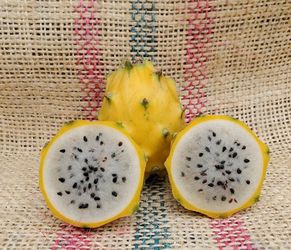 Dragon fruit plant