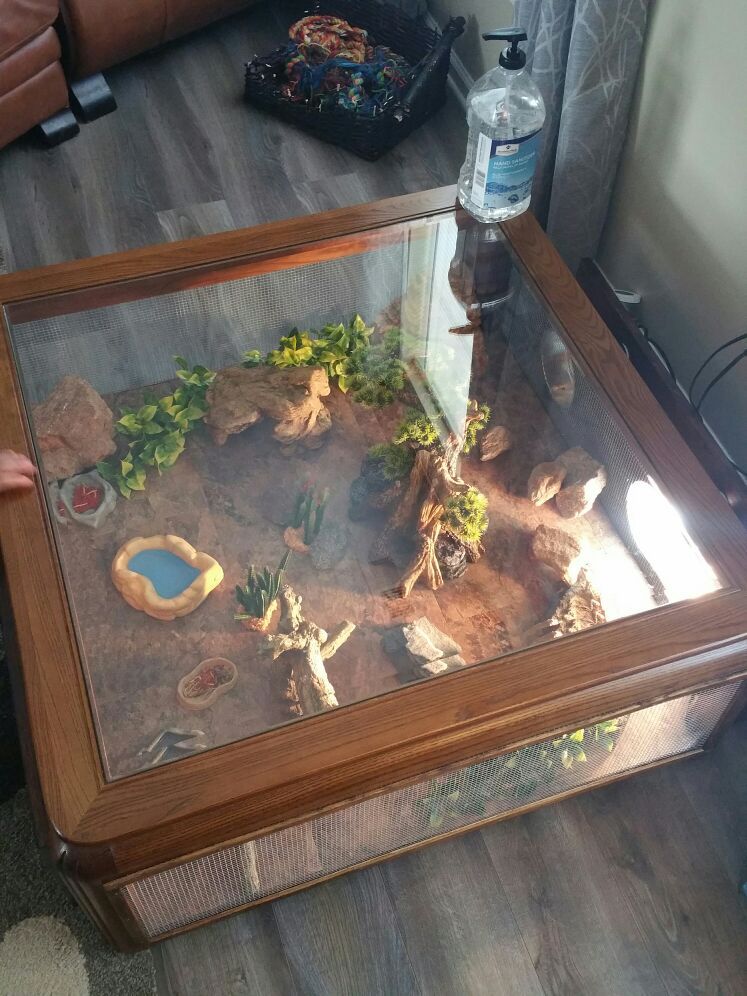 Coffee table vivarium