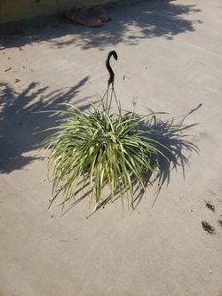 Plant