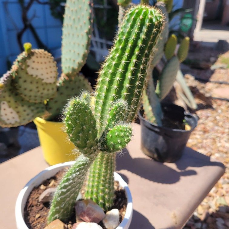 Cactus The leaning one is a hairy old man cactus.