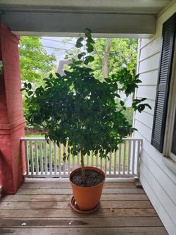 Large 10 year old orange tree