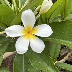 Plumeria plant 