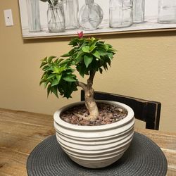 Bougainville Bonsai 