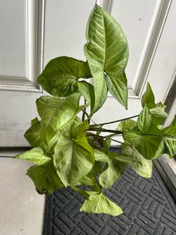 Planta