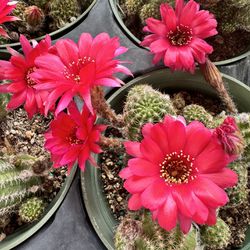 Peanut Cactus In 6” Pot Beautiful Pink Flowers $12 Each