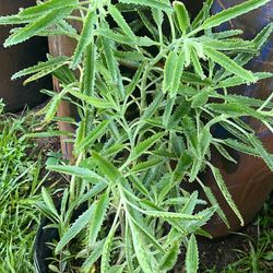 -available Kalanchoe Multi Benefits Plant