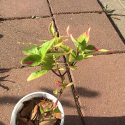 Polly The Party Plant 