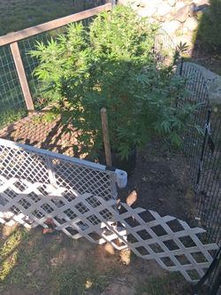 420 tomato plants lol