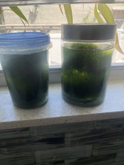 Chaeto Chato Marine Plant Reef - 1 cup