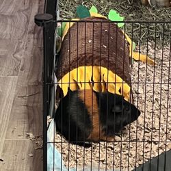 Guinea Pig