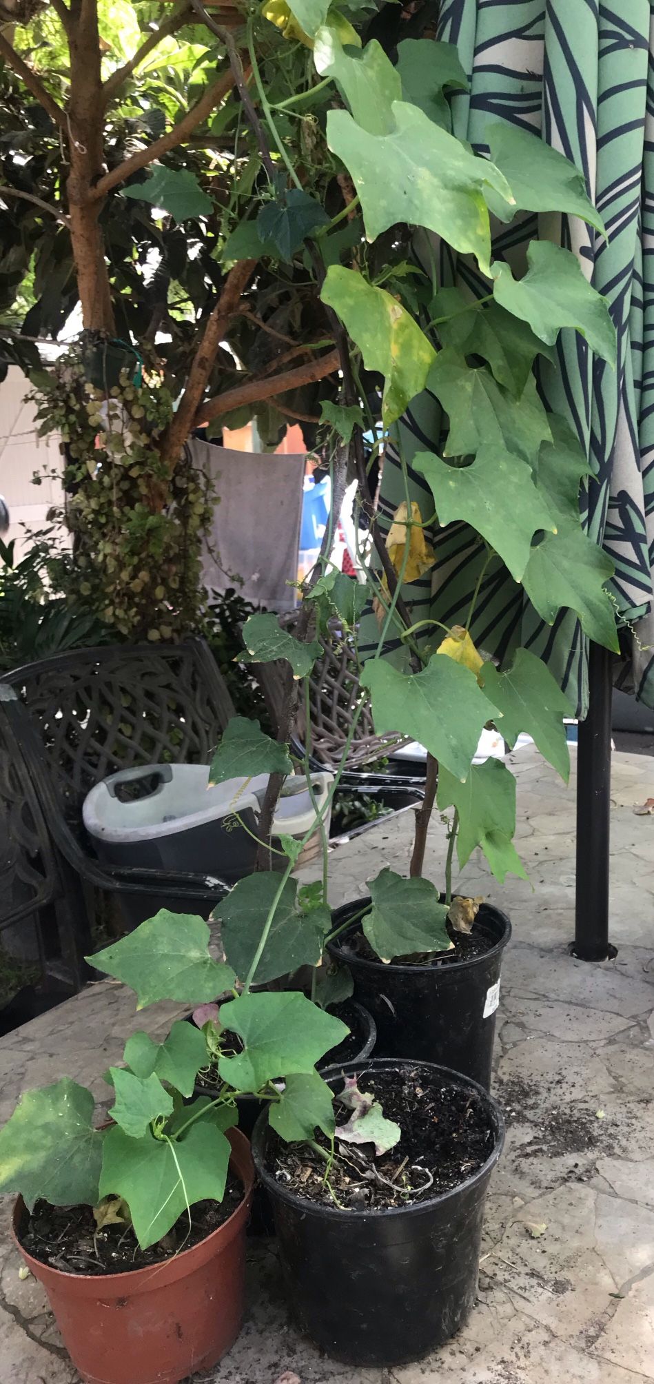 Chayote 🪴 Güisquil Organico De Casa Plantas 