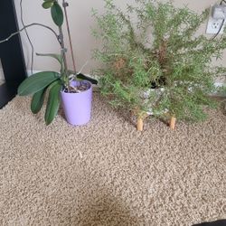 Orchid And Rosemary Plants