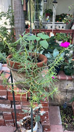 Amor por un Rato Plant