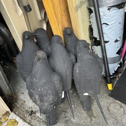 Hunting Turkeys And Black Crows