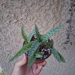 Silver Squill Plant $15